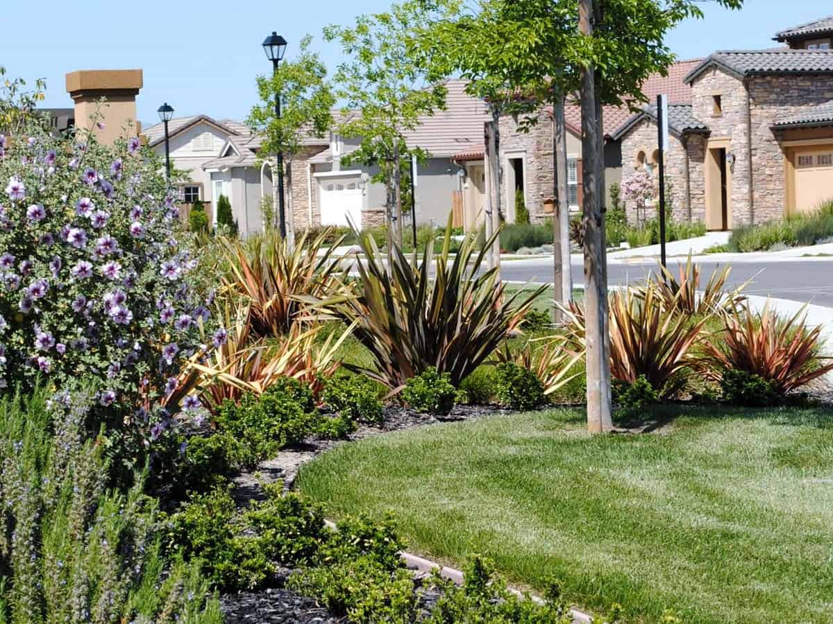 San Diego True Lawn Care Landscape Contractor